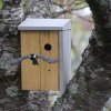 3. Le ravitaillement des petits, il manque les bruitages. La biodiversité dans un Jardin en centre bourg. PHLIPPE BAUMY